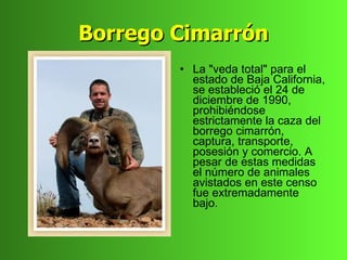 Borrego Cimarrón
        • La "veda total" para el
          estado de Baja California,
          se estableció el 24 de
          diciembre de 1990,
          prohibiéndose
          estrictamente la caza del
          borrego cimarrón,
          captura, transporte,
          posesión y comercio. A
          pesar de estas medidas
          el número de animales
          avistados en este censo
          fue extremadamente
          bajo.
 