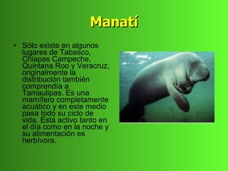 Manatí
• Sólo existe en algunos
  lugares de Tabasco,
  Chiapas Campeche,
  Quintana Roo y Veracruz,
  originalmente la
  distribución también
  comprendía a
  Tamaulipas. Es una
  mamífero completamente
  acuático y en este medio
  pasa todo su ciclo de
  vida. Está activo tanto en
  el día como en la noche y
  su alimentación es
  herbívora.
 