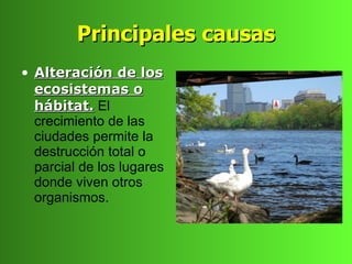 Principales causas
• Alteración de los
  ecosistemas o
  hábitat. El
  crecimiento de las
  ciudades permite la
  destrucción total o
  parcial de los lugares
  donde viven otros
  organismos.
 