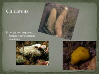 Esponjas con esqueleto
  formado por espículas
  calcáreas
 
