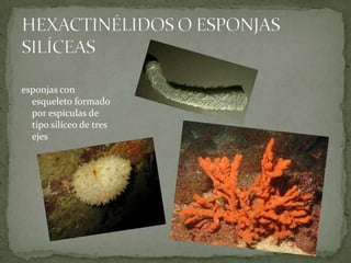 esponjas con
  esqueleto formado
  por espículas de
  tipo silíceo de tres
  ejes
 