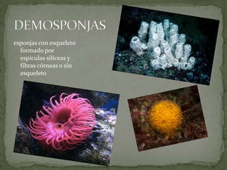 esponjas con esqueleto
  formado por
  espículas silíceas y
  fibras córneas o sin
  esqueleto
 