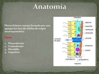 Pluricelulares; cuerpo formado por una
agregación laxa de células de origen
mesenquimático.

Capas:

1.   Pinacodermo
2.   Coanodermo
3.   Mesohilo
4.   Esqueleto
 