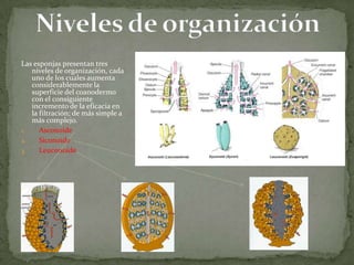 Las esponjas presentan tres
   niveles de organización, cada
   uno de los cuales aumenta
   considerablemente la
   superficie del coanodermo
   con el consiguiente
   incremento de la eficacia en
   la filtración; de más simple a
   más complejo.
1.    Asconoide
2.    Siconoide
3.    Leuconoide
 