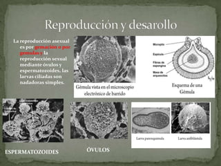 La reproducción asexual
     es por gemación o por
     gemulas y la
     reproducción sexual
     mediante óvulos y
     espermatozoides, las
     larvas ciliadas son
     nadadoras simples.




ESPERMATOZOIDES              ÓVULOS
 