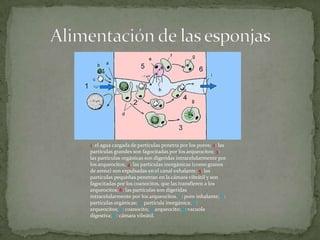 1: el agua cargada de partículas penetra por los poros; 2: las
partículas grandes son fagocitadas por los arqueocitos; 3:
las partículas orgánicas son digeridas intracelularmente por
los arqueocitos; 4: las partículas inorgánicas (como granos
de arena) son expulsadas en el canal exhalante; 5: las
partículas pequeñas penetran en la cámara vibrátil y son
fagocitadas por los coanocitos, que las transfieren a los
arqueocitos; 6: las partículas son digeridas
intracelularmente por los arqueocitos. a: poro inhalante; b:
partículas orgánicas; c: partícula inorgánica; d:
arqueocitos; e: coanocito; f: arqueocito; g: vacuola
digestiva; h: cámara vibrátil.
 