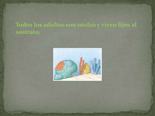 Todos los adultos son sésiles y viven fijos al
sustrato.
 