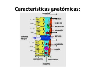 Características anatómicas:
 
