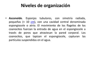 Niveles de organización

• Asconoide. Esponjas tubulares, con simetría radiada,
  pequeñas (< 10 cm), con una cavidad central denominada
  espongiocele o atrio. El movimiento de los flagelos de los
  coanocitos fuerzan la entrada de agua en el espongiocele a
  través de poros que atraviesan la pared corporal. Los
  coanocitos, que tapizan el espongiocele, capturan las
  partículas suspendidas en el agua.
 