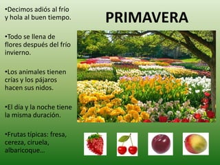 •Decimos adiós al frío
y hola al buen tiempo.     PRIMAVERA
•Todo se llena de
flores después del frío
invierno.

•Los animales tienen
crías y los pájaros
hacen sus nidos.

•El día y la noche tiene
la misma duración.

•Frutas típicas: fresa,
cereza, ciruela,
albaricoque…
 