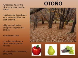•Empieza a hacer frío
otra vez y hace mucho
                            OTOÑO
viento.

•Las hojas de los arboles
se ponen amarillas y se
caen al suelo.

•Algunos animales
emigran a lugares más
cálidos.

•Empieza el cole.

•Los días empiezan a
durar menos que las
noches.

•Frutas típicas: manzana,
pera, uva…
 