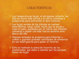 CARACTERISTICAS
 Las temperaturas bajan, el sol apenas calienta, los
días se hacen más cortos y la tierra comienza a
prepararse para enfrentar el duro invierno.
 Las hojas verdes de los árboles se vuelven
amarillentas, luego cafés, hasta que se secan y
caen al suelo, ayudadas por el viento que también
comienza a soplar con más fuerza durante esta
época del año.
 Algunos animales se preparan para hibernar y
comen o guardan grandes cantidades de alimentos
en sus madrigueras para pasar el invierno.
 Esta es también la estación favorita de los
enamorados, que salen a caminar por los parques
llenos de hojas
 