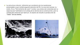  La estructura natural, referente por excelencia de las membranas 
pretensadas y que recibió especial atención de FO, la crea otro animal, la 
araña. Es su “herramienta de caza”: la tela. Las arañas son conocidas por su 
espectacular habilidad en el campo de la técnica de la construcción y por la 
calidad del material que fabrican. Es objeto de estudio la producción de 
“telas” de las arañas. 
 
