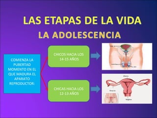 COMIENZA LA PUBERTAD MOMENTO EN EL QUE MADURA EL APARATO REPRODUCTOR: CHICOS HACIA LOS 14-15 AÑOS CHICAS HACIA LOS 12-13 AÑOS 