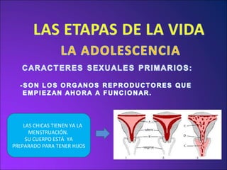 LAS CHICAS TIENEN YA LA MENSTRUACIÓN.  SU CUERPO ESTÁ  YA PREPARADO PARA TENER HIJOS 