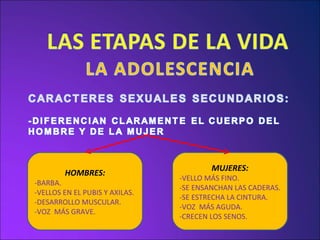 HOMBRES: -BARBA. -VELLOS EN EL PUBIS Y AXILAS. -DESARROLLO MUSCULAR. -VOZ  MÁS GRAVE. MUJERES: -VELLO MÁS FINO. -SE ENSANCHAN LAS CADERAS. -SE ESTRECHA LA CINTURA. -VOZ  MÁS AGUDA. -CRECEN LOS SENOS. 