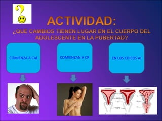 COMIENZA A CAERSE EL PELO COMIENZAN A CRECER LOS SENOS EN LOS CHICOS ADOLESCENTES APARECE LA MENSTRUACIÓN 