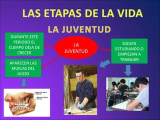 LA JUVENTUD DURANTE ESTE PERIODO EL CUERPO DEJA DE CRECER SIGUEN ESTUDIANDO O EMPIEZAN A TRABAJAR APARECEN LAS MUELAS DEL JUICIO 