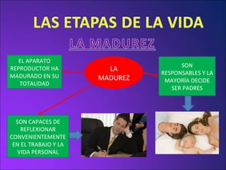 LA MADUREZ EL APARATO REPRODUCTOR HA MADURADO EN SU TOTALIDAD SON CAPACES DE REFLEXIONAR CONVENIENTEMENTE EN EL TRABAJO Y LA VIDA PERSONAL SON RESPONSABLES Y LA MAYORÍA DECIDE SER PADRES 