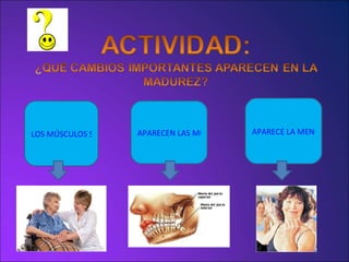 LOS MÚSCULOS SE DEBILITAN PERDIENDO FUERZA Y FLEXIBILIDAD APARECEN LAS MUELAS DEL JUICIO APARECE LA MENOPAUSIA EN LA MUJER 