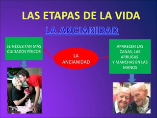 LA ANCIANIDAD SE NECESITAN MÁS CUIDADOS FÍSICOS APARECEN LAS CANAS, LAS ARRUGAS  Y MANCHAS EN LAS MANOS 