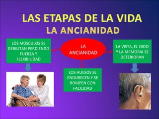 LOS MÚSCULOS SE DEBILITAN PERDIENDO FUERZA Y FLEXIBILIDAD LOS HUESOS SE ENDURECEN Y SE ROMPEN CON FACILIDAD LA VISTA, EL OIDO Y LA MEMORIA SE DETERIORAN LA ANCIANIDAD 