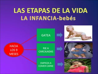 HACIA LOS 9 MESES GATEA EMPIEZA A COMER CARNE RIE A CARCAJADAS 