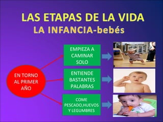 EN TORNO AL PRIMER AÑO EMPIEZA A CAMINAR SOLO COME PESCADO,HUEVOS Y LEGUMBRES ENTIENDE BASTANTES PALABRAS 