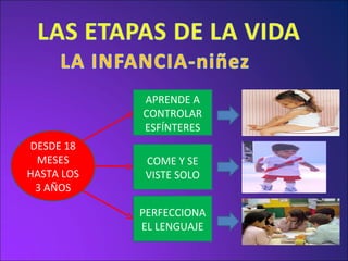 DESDE 18 MESES HASTA LOS 3 AÑOS APRENDE A CONTROLAR ESFÍNTERES COME Y SE VISTE SOLO PERFECCIONA EL LENGUAJE 