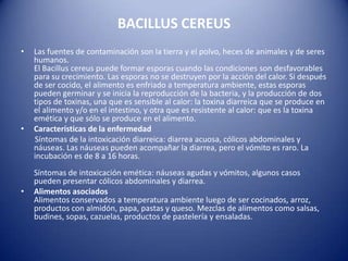 BACILLUS CEREUSLas fuentes de contaminación son la tierra y el polvo, heces de animales y de seres humanos. El Bacillus cereus puede formar esporas cuando las condiciones son desfavorables para su crecimiento. Las esporas no se destruyen por la acción del calor. Si después de ser cocido, el alimento es enfriado a temperatura ambiente, estas esporas pueden germinar y se inicia la reproducción de la bacteria, y la producción de dos tipos de toxinas, una que es sensible al calor: la toxina diarreica que se produce en el alimento y/o en el intestino, y otra que es resistente al calor: que es la toxina emética y que sólo se produce en el alimento.Características de la enfermedad      Síntomas de la intoxicación diarreica: diarrea acuosa, cólicos abdominales y náuseas. Las náuseas pueden acompañar la diarrea, pero el vómito es raro. La incubación es de 8 a 16 horas.Síntomas de intoxicación emética: náuseas agudas y vómitos, algunos casos pueden presentar cólicos abdominales y diarrea.Alimentos asociadosAlimentos conservados a temperatura ambiente luego de ser cocinados, arroz, productos con almidón, papa, pastas y queso. Mezclas de alimentos como salsas, budines, sopas, cazuelas, productos de pastelería y ensaladas.