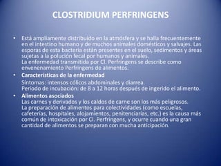 CLOSTRIDIUM PERFRINGENSEstá ampliamente distribuido en la atmósfera y se halla frecuentemente en el intestino humano y de muchos animales domésticos y salvajes. Las esporas de esta bacteria están presentes en el suelo, sedimentos y áreas sujetas a la polución fecal por humanos y animales. La enfermedad transmitida por Cl. Perfringens se describe como envenenamiento Perfringens de alimentos.Características de la enfermedad     Síntomas: intensos cólicos abdominales y diarrea.Período de incubación: de 8 a 12 horas después de ingerido el alimento.Alimentos asociadosLas carnes y derivados y los caldos de carne son los más peligrosos.La preparación de alimentos para colectividades (como escuelas, cafeterías, hospitales, alojamientos, penitenciarías, etc.) es la causa más común de intoxicación por Cl. Perfringens, y ocurre cuando una gran cantidad de alimentos se preparan con mucha anticipación.