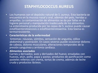 STAPHYLOCOCCUS AUREUSLos humanos son el depósito natural de S. aureus. Esta bacteria se encuentra en la mucosa nasal y oral, además del pelo, heridas y ampollas. La contaminación de alimentos se da por fallas en la higiene personal y manipulación inadecuada de los alimentos.La enterotoxina producida por las cepas de S. aureus puede causar estafiloenterotoxicosis o estafiloenterotoxemia. Esta toxina es termorresistente.Características de la enfermedad     Síntomas: náuseas, vómitos, sensación de angustia, cólico abdominal y postración. En casos severos puede ocasionar dolores de cabeza, dolores musculares, alteraciones temporales de la presión sanguínea y arritmia cardíaca.Alimentos asociadosCarnes y derivados; aves y derivados del huevo; ensaladas con huevos, atún, pollo, papa y pastas; productos de panificación como pasteles rellenos con crema, tortas de crema, además de leche cruda y productos lácteos.
