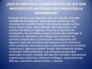 ¿QUÉ OCURRE EN EL CUERPO DESPUÉS DE QUE SON INGERIDOS LOS MICROBIOS QUE PRODUCEN LA ENFERMEDAD?Después de que son ingeridos, hay un retardo, llamado periodo de incubación, antes de que comiencen los síntomas de la enfermedad. Este retardo puede oscilar entre horas y días, dependiendo del organismo, y de cuántos de ellos se ingieran. Durante el periodo de incubación, los microbios pasan a través del estómago al intestino, se adhieren a las células que recubren las paredes intestinales y comienzan a multiplicarse allí. Algunos tipos de microbios permanecen en el intestino, otros producen una toxina que es absorbida en la corriente sanguínea y algunos pueden invadir directamente tejidos corporales más profundos. Los síntomas producidos dependen en gran medida del tipo de microbio. Numerosos organismos ocasionan síntomas análogos, especialmente diarrea, calambres abdominales y náusea. 