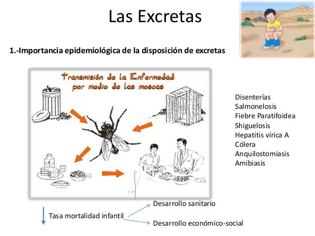 Las excretas