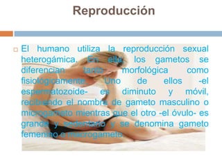 ReproducciónEl humano utiliza la reproducción sexual heterogámica. En ella, los gametos se diferencian tanto morfológica como fisiológicamente. Uno de ellos -el espermatozoide- es diminuto y móvil, recibiendo el nombre de gameto masculino o microgameto mientras que el otro -el óvulo- es grande y sedentario y se denomina gameto femenino o macrogameto.