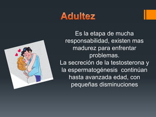 Es la etapa de mucha
responsabilidad, existen mas
madurez para enfrentar
problemas.
La secreción de la testosterona y
la espermatogénesis continúan
hasta avanzada edad, con
pequeñas disminuciones
 
