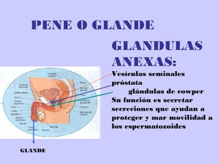 PENE O GLANDE GLANDULAS ANEXAS:  Vesículas seminales próstata  glándulas de cowper Su función es secretar secreciones que ayudan a proteger y mar movilidad a los espermatozoides GLANDE 