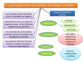 2. La jerarquía entre las distintas facultades sensibles 
Las facultades están ordenadas 
entre si y también sus órganos 
Independencia de unas potencias 
respecto a otras , de las inferiores 
respecto a las superiores 
Esta pirámide de las facultades 
humanas tiene en la cúspide a las 
inteligencia y voluntad 
Las potencias del alma humana 
marcan un orden y ha este lo 
marca la independencia 
Grupos de potencias 
humanas 
Vegetativas 
Locomotrices 
Sensitivas 
Intelectivas 
nutrición 
reproducción 
desarrollo 
No suelen 
establecerse 
distinciones 
aunque son 
patentes 
Géneros : 
Cognoscitivas 
y volitivas 
 