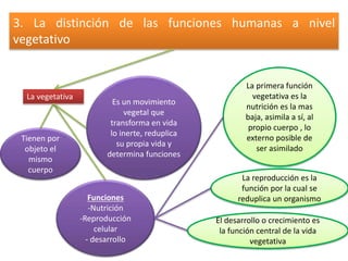 3. La distinción de las funciones humanas a nivel 
vegetativo 
La vegetativa 
Es un movimiento 
vegetal que 
transforma en vida 
lo inerte, reduplica 
su propia vida y 
determina funciones 
Funciones 
-Nutrición 
-Reproducción 
celular 
- desarrollo 
Tienen por 
objeto el 
mismo 
cuerpo 
La primera función 
vegetativa es la 
nutrición es la mas 
baja, asimila a sí, al 
propio cuerpo , lo 
externo posible de 
ser asimilado 
La reproducción es la 
función por la cual se 
reduplica un organismo 
El desarrollo o crecimiento es 
la función central de la vida 
vegetativa 
 