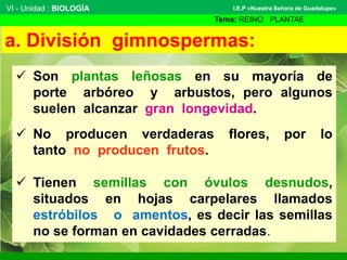 VI - Unidad : BIOLOGÍA 
I.E.P «Nuestra Señora de Guadalupe» 
Tema: REINO PLANTAE 
a. División gimnospermas: 
 Son plantas leñosas en su mayoría de 
porte arbóreo y arbustos, pero algunos 
suelen alcanzar gran longevidad. 
 No producen verdaderas flores, por lo 
tanto no producen frutos. 
 Tienen semillas con óvulos desnudos, 
situados en hojas carpelares llamados 
estróbilos o amentos, es decir las semillas 
no se forman en cavidades cerradas. 
 