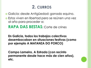 2. currosGalicia: desde Antigüedad: ganado equino.Estos viven en libertad pero se reúnen una vez al año para proceder a: 	RAPA DAS BESTAS: Corte de crinesEn Galicia, todos los trabajos colectivos desembocaban en situaciones festivas (como por ejemplo A MATANZA DO PORCO)	Campo Lameiro, A Estrada (con recinto permanente desde hace más de cien años), etc.
