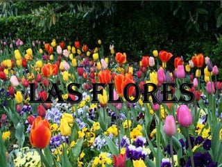 LAS FLORES