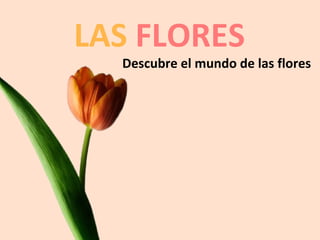 LAS FLORES
  Descubre el mundo de las flores
 
