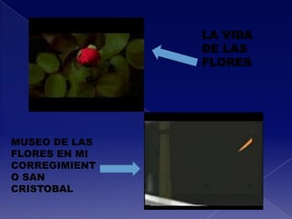 LA VIDA
               DE LAS
               FLORES




MUSEO DE LAS
FLORES EN MI
CORREGIMIENT
O SAN
CRISTOBAL
 