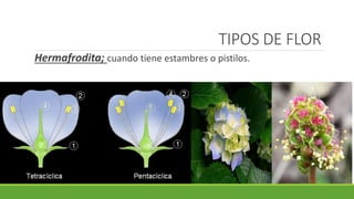 TIPOS DE FLOR
Hermafrodita; cuando tiene estambres o pistilos.
 