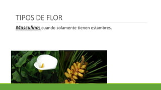 TIPOS DE FLOR
Masculina; cuando solamente tienen estambres.
 