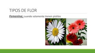 TIPOS DE FLOR
Femenina; cuando solamente tienen pistilos
 