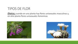 TIPOS DE FLOR
Dioico; cuando en una planta hay flores unisexuales masculinas y,
en otra planta flores unisexuales femeninas.
 