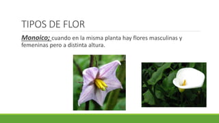 TIPOS DE FLOR
Monoico; cuando en la misma planta hay flores masculinas y
femeninas pero a distinta altura.
 