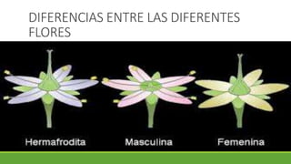 DIFERENCIAS ENTRE LAS DIFERENTES
FLORES
 